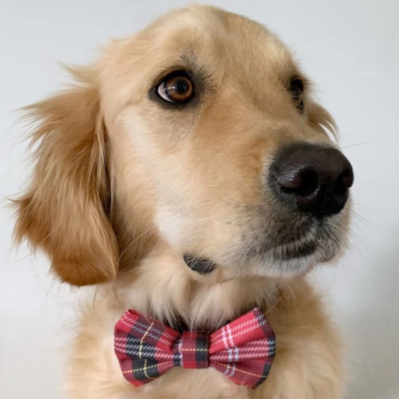 segarty Other - Pet Dog Bow Tie Collar Set - Multicolor these are sold separately